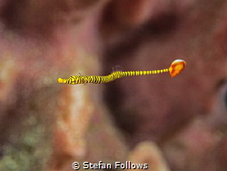 Squirm

Orange Pipefish - Doryrhamphus multiannulators... by Stefan Follows 